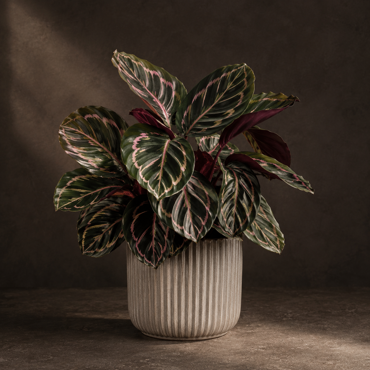 Calathea med mønstrede blade i rillet keramikpotte